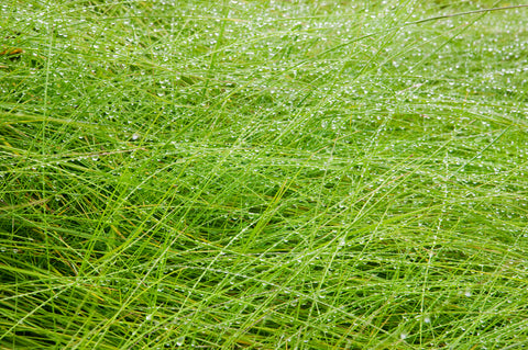 Raindrops on Grass