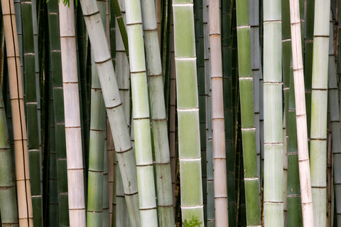 Giant Bamboo