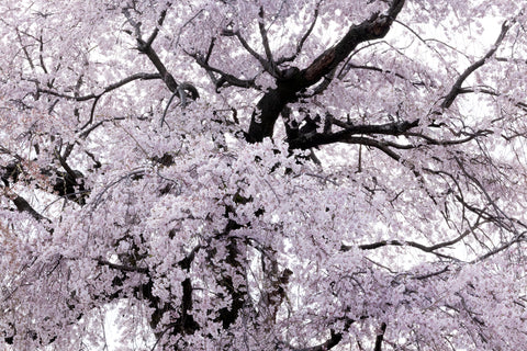 Ancient Cherry Tree