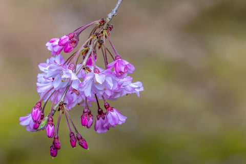 Blossoms and Buds