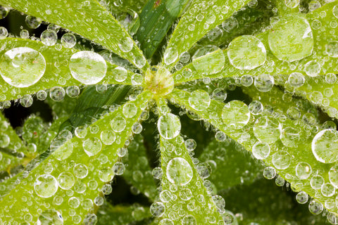 Dew on Lupine