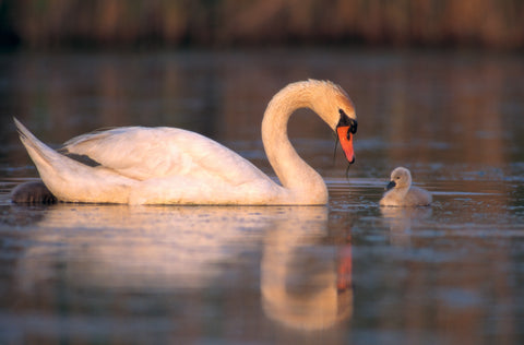 Mute Swan and Cygnets