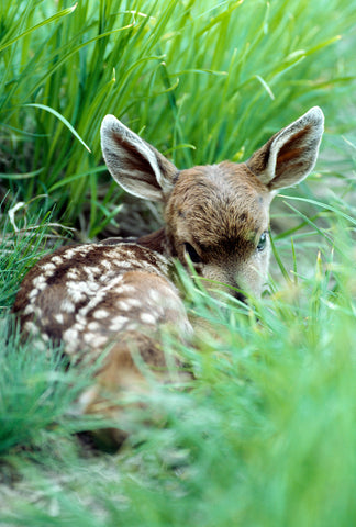 Black Tailed Fawn