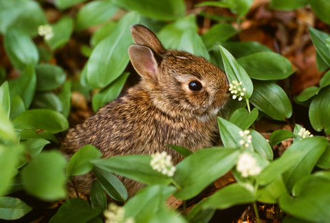 Eastern Cottontail Kit