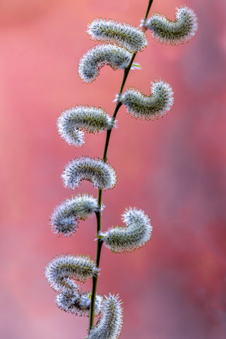 Willow Catkins