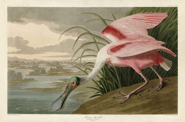 Roseate Spoonbill | McGaw Graphics