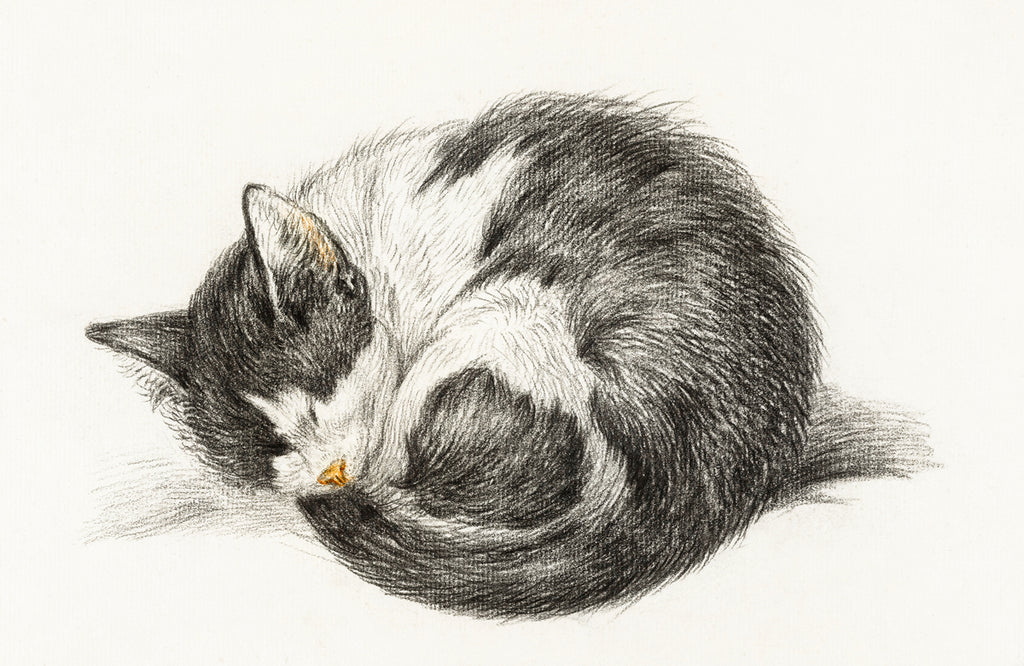 cat lying down drawing