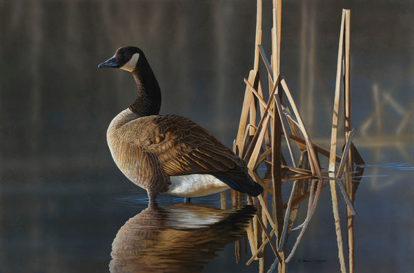 Greet the Sun - Canada Goose | McGaw Graphics