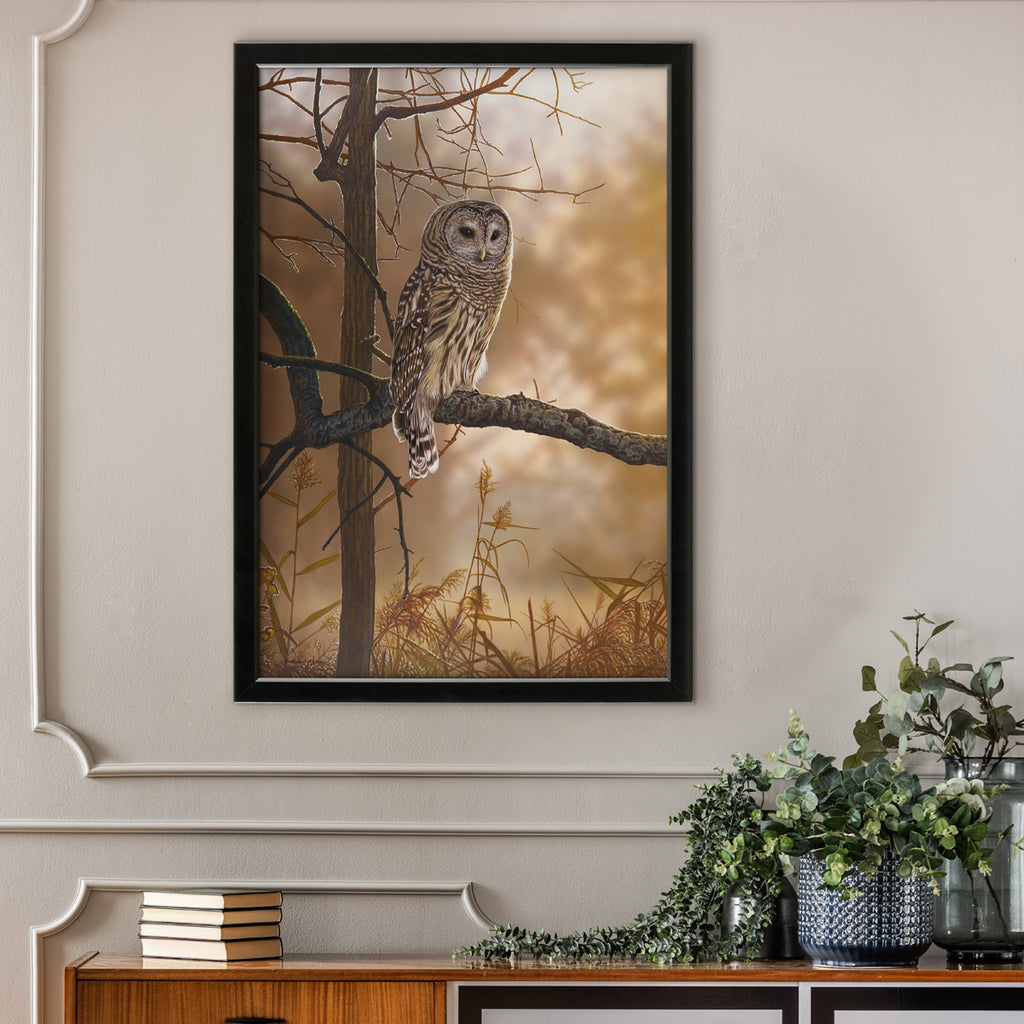 Out of the Shadows - Barred Owl | McGaw Graphics