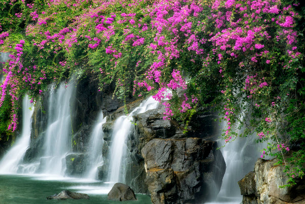 Floral Falls | McGaw Graphics