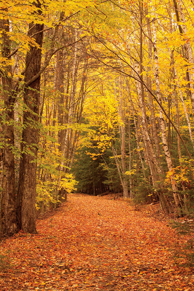 Autumn Path | McGaw Graphics