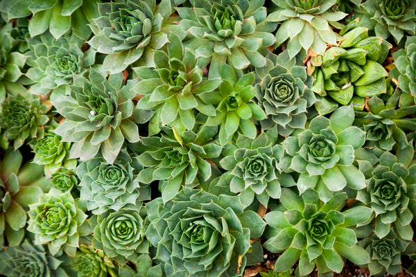 Echeveria I | McGaw Graphics