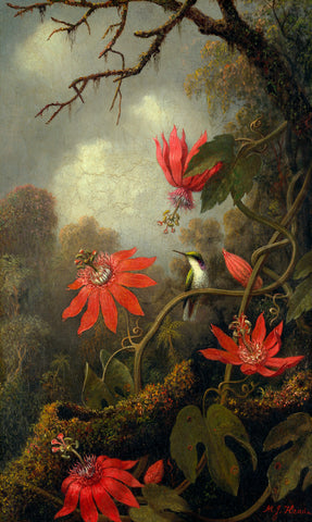 Hummingbird and Passionflowers, ca. 1875‚Äì85 -  Martin Johnson Heade - McGaw Graphics
