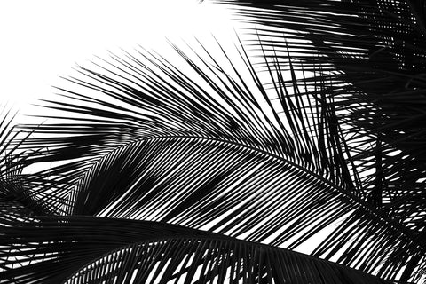 Palms 13 | McGaw Graphics