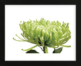 Green Bloom 1  (Framed) -  Jenny Kraft - McGaw Graphics