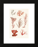 Algae 8 (Framed) -  Vintage Reproduction - McGaw Graphics