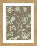 Chrysanthemum 12 (Framed) -  Botanical Series - McGaw Graphics