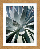 Cactus 1  (Framed) -  Jenny Kraft - McGaw Graphics