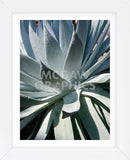Cactus 1  (Framed) -  Jenny Kraft - McGaw Graphics