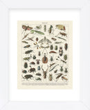 Insectes II (Framed) -  Adolphe Millot - McGaw Graphics