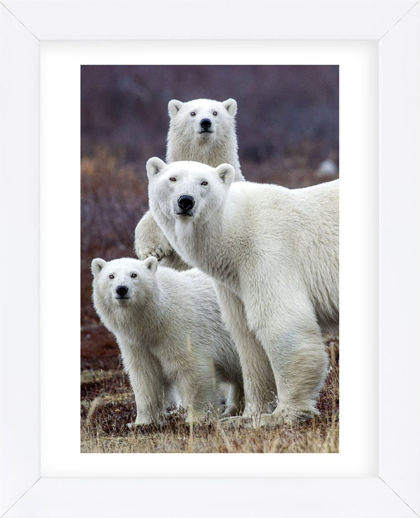 Churchill Polar Bears (Framed) | McGaw Graphics