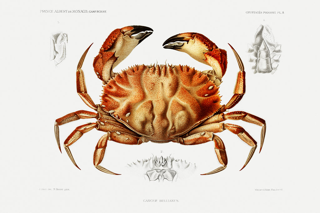 crab illustration