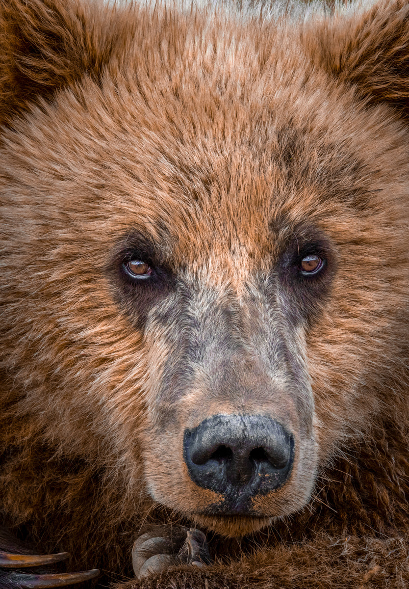 grizzly bear portraits
