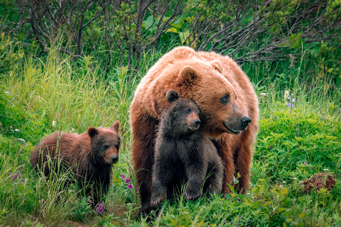 A Mother‚Äôs Love (Brown Bear and Cubs)